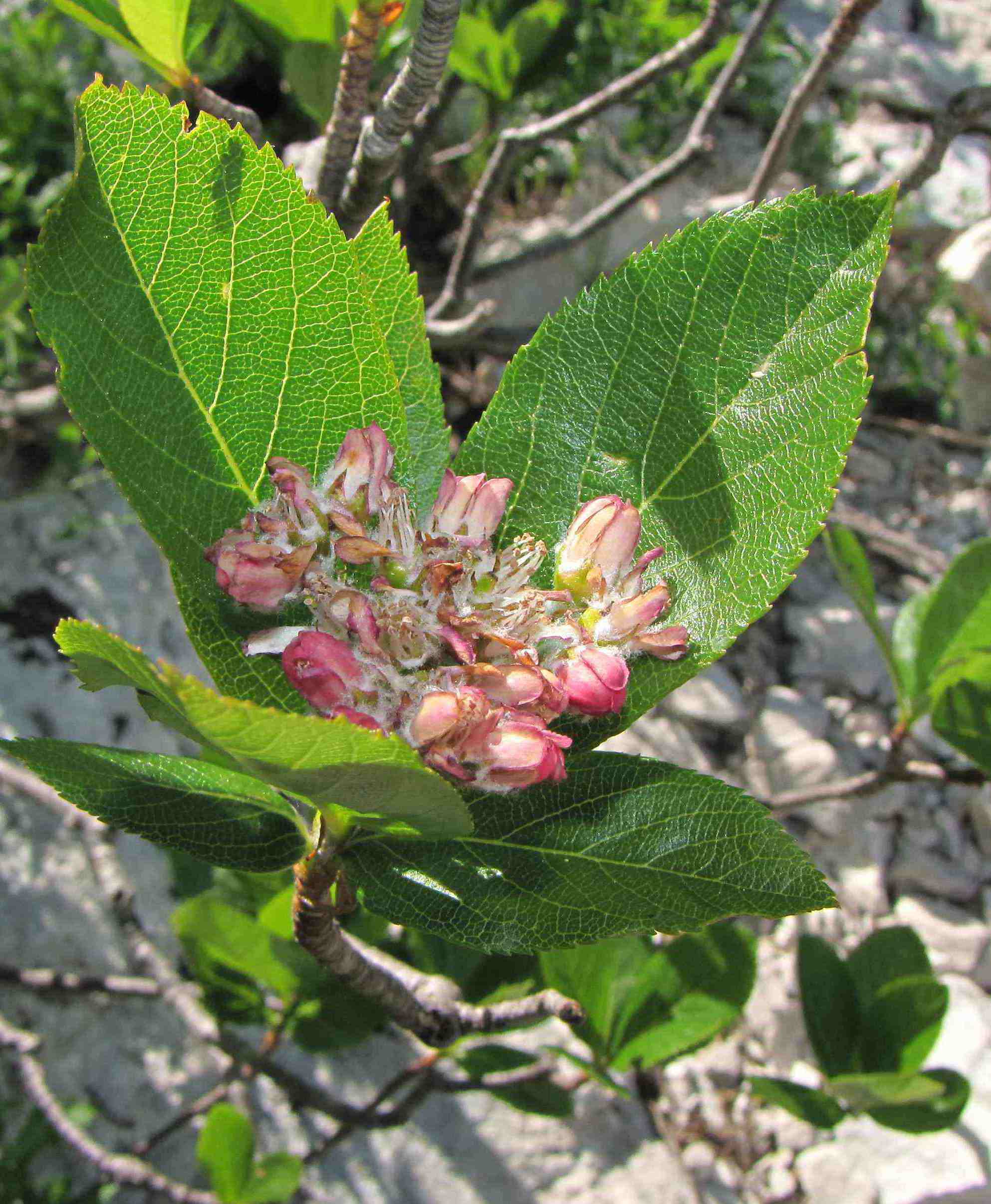 Sorbus chamaemespilus / Sorbo alpino